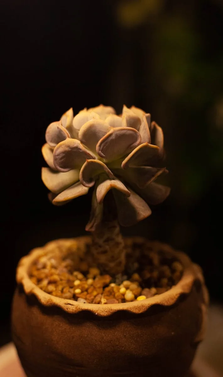 服务说明文档的预览缩略图，展示文档目录结构